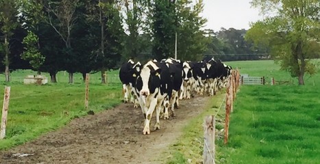 Les producteurs laitiers irlandais devraient considérer les infrastructures de pâturage comme un investissement | Lait de Normandie... et d'ailleurs | Scoop.it