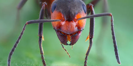 Pour éviter les bouchons, les fourmis accélèrent | EntomoNews | Scoop.it