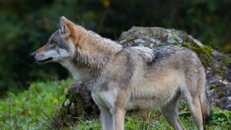 National Park Service takes 'deeply unfortunate' action after wolves exhibit alarming behavior: 'Continued to display escalating boldness' | Industry 411 - Waste Management | Scoop.it