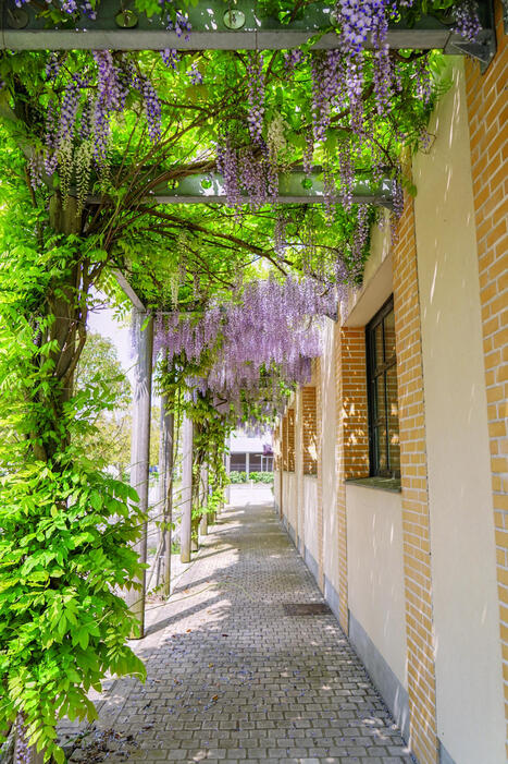 Fa&ccedil;ades, palissades, jardins&hellip; Les plantes grimpantes s&rsquo;invitent en ville | ESPACES VEGETALISES URBAINS | Scoop.it