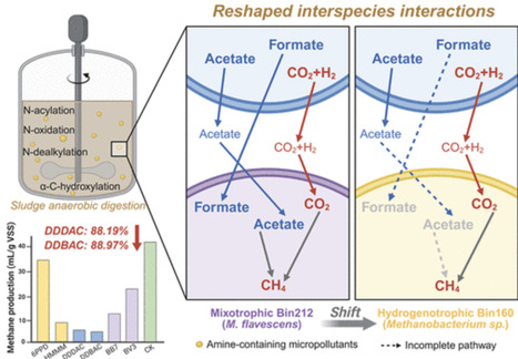 Amine-Containing Micropollutants Exposure Reshapes Sludge Anaerobic Digestion via Enzymatic Inhibition and Stress-Mediated Alteration of Methanogenic Pathways | acs | RMH | Scoop.it