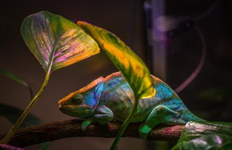 Chameleon-inspired nanolaser changes colors | Amazing Science | Scoop.it
