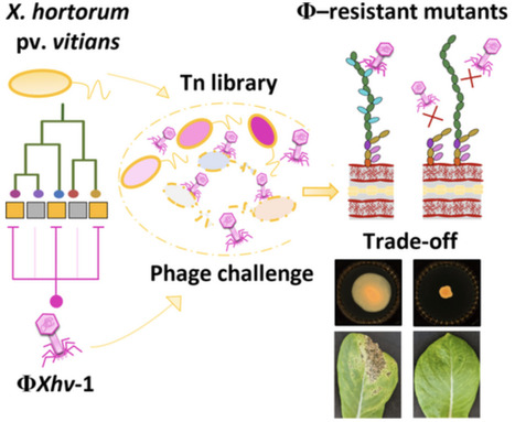 Unveiling Host Interactions and Evolutionary Constraints of a Novel Bacteriophage Infecting Xanthomonas hortorum pv. vitians | emb | RMH | Scoop.it