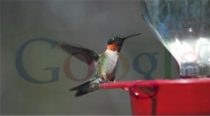 Quand Google colibri arrive, le web devient pertinent - Le JCM | Journal du Community Manager | Le Journal du Community Manager | Scoop.it