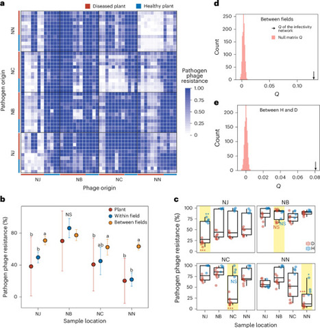 Bacteria&ndash;phage coevolution drives variation in bacterial wilt disease incidence via resistance&ndash;virulence trade-offs | Nmb | RMH | Scoop.it