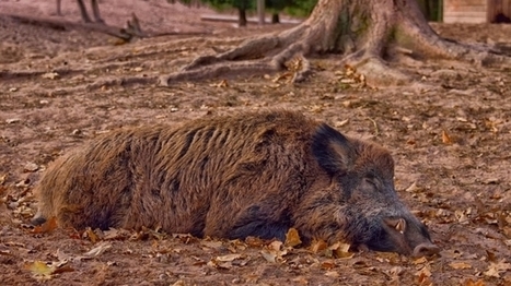 EU is desperately looking for an ASF vaccine - Euromeatnews.com | Virology News | Scoop.it