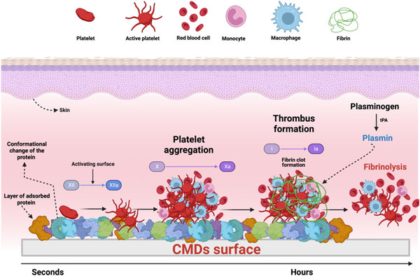 Strategies for surface coatings of implantable cardiac medical devices | Transcatheter Treatment of Mitral Regurgitation | Scoop.it