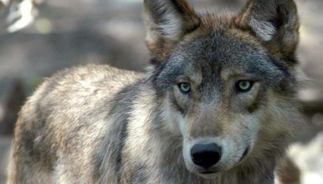 Ours, loups : j'accuse Ségolène Royal de destruction d'espèces protégées - Le Nouvel Obs - 18 août 2014 | Pastoralisme Ours Loups Lynx | Scoop.it