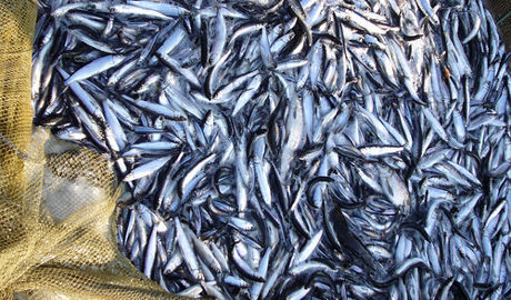 Des scientifiques réclament l’interdiction de la pêche en eaux profondes | Biodiversité - @ZEHUB on Twitter | Scoop.it