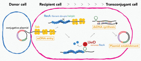 Recipient chromosome-encoded UvrD helicase plays a role in plasmid acquisition by conjugation | I2BC Paris-Saclay | Scoop.it