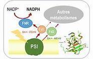 Une ferredoxine pour alimenter des voies métaboliques d’intérêt biotechnologique | Life Sciences Université Paris-Saclay | Scoop.it
