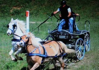 L'Attelage Tarnais sera  au Salon du cheval | Salon du Cheval | Scoop.it