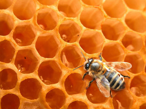 Insecticide causes changes in honeybee genes / L'exposition aux pesticides (n&eacute;onicotino&iuml;des) modifie les g&egrave;nes de l'abeille | EntomoNews | Scoop.it