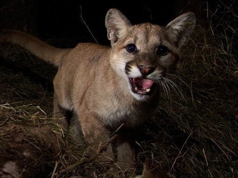 The Real Cougars of Malibu Have Lives Full of Murder, Bad Sex and Poison | Coastal Restoration | Scoop.it