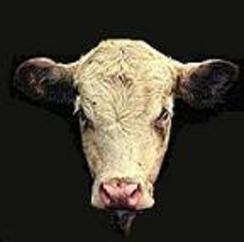 Le quatrième cas de vache folle découvert aux Etats-Unis inquiète | Toxique, soyons vigilant ! | Scoop.it