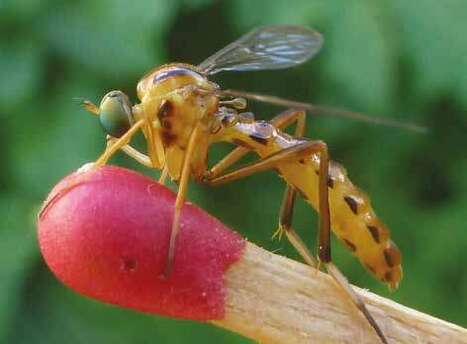 le Vermileo ou Ver-lion (Vermileo degeeri), biologie et d&eacute;veloppement | EntomoScience | Scoop.it