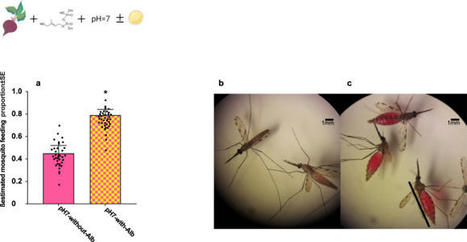 Un cocktail toxique écologique pourrait être une nouvelle arme contre le paludisme | EntomoNews | Scoop.it