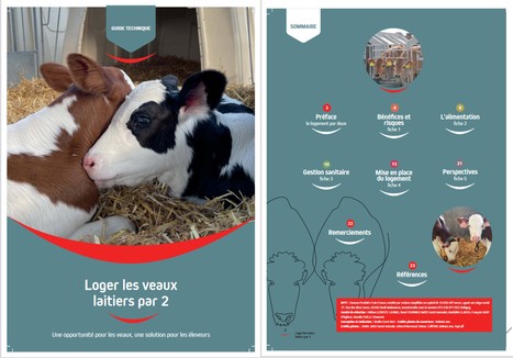 Guide : Loger les veaux laitiers par 2 | Lait de Normandie... et d'ailleurs | Scoop.it