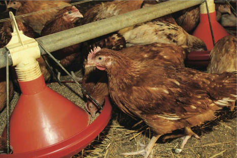 Volaille : pourquoi le co&ucirc;t de l&rsquo;alimentation animale s&rsquo;envole en 2026 ? | SCIENCES DE L' ANIMAL | Scoop.it