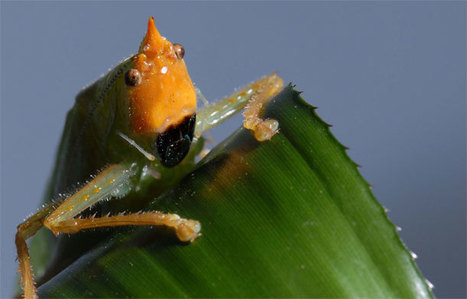 The insect that hears like a human, with ears on its knees | Science News | Scoop.it