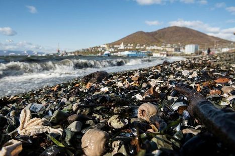 Catastrophe écologique au Kamtchatka : les fonds-marins dévastés, l’origine de la pollution en question - Libération / le 14.10.20 | Pollution accidentelle des eaux par produits chimiques | Scoop.it