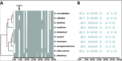 bioRxiv: Evolution within the fungal genus Verticillium is characterized by chromosomal rearrangement and gene loss (2017) | Plant Pathogenomics | Scoop.it
