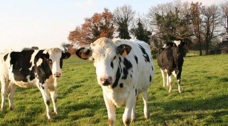 Un nouveau contrat aux agriculteurs : Les producteurs négocient le prix du lait | Lait de Normandie... et d'ailleurs | Scoop.it