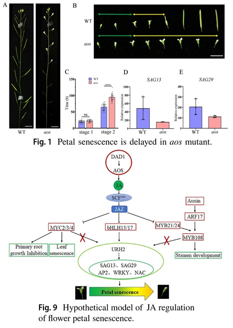 ALLENE OXIDE SYNTHASE (AOS) induces petal senescence through a novel JA-associated regulatory pathway in Arabidopsis  | Plant hormones (Literature sources on phytohormones and plant signalling) | Scoop.it