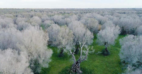 ITALY: The Farmer Trying to Save Ancient Olive Trees  | CIHEAM Press Review | Scoop.it