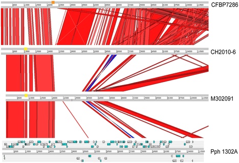 PLoS ONE: Pseudomonas syringae pv. actinidiae (PSA) Isolates from Recent Bacterial Canker of Kiwifruit Outbreaks Belong to the Same Genetic Lineage (2012) | Plant Pathogenomics | Scoop.it