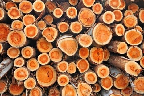 Non, le bois n’est pas une énergie miracle | Build Green, pour un habitat écologique | Scoop.it
