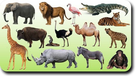Study: Empathy with Animals and with Humans: Are They Linked? | Empathy and Animals | Scoop.it