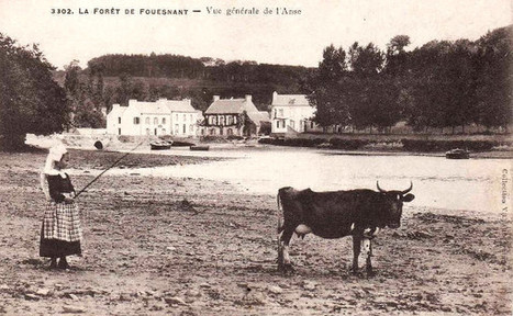 La Bretonne pie noir, en reconquête face à la prim’Holstein ? | Lait de Normandie... et d'ailleurs | Scoop.it