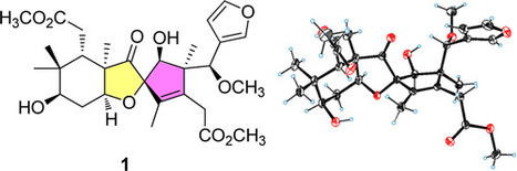 Cipacinoids A–D, Four Limonoids with Spirocyclic Skeletons from Cipadessa cinerascens | Natural Products Chemistry Breaking News | Scoop.it