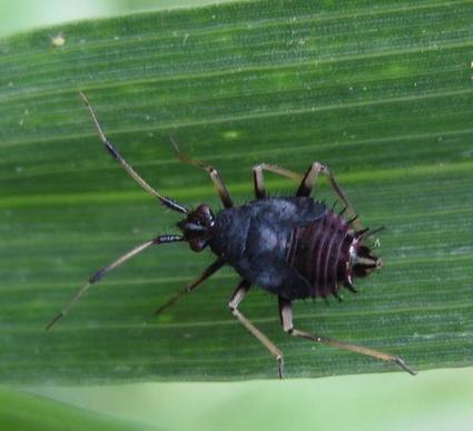 AU MOIS DE JUIN : Larve de punaise - Deraeocoris sp. | Les Colocs du jardin | Scoop.it