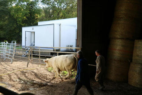 N&eacute;, &eacute;lev&eacute; et abattu sur un m&ecirc;me site | Actualit&eacute; B&eacute;tail | Scoop.it