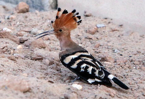 Actifs le jour, voyageurs la nuit : la double vie des oiseaux migrateurs - Epoch Times | Biodiversit&eacute; | Scoop.it