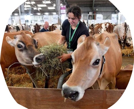 La Jersiaise, la petite vache tout-terrain qui s’adapte bien au changement climatique | Lait de Normandie... et d'ailleurs | Scoop.it