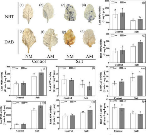 Integrative transcriptomic and physiological analyses uncover mechanisms by which arbuscular mycorrhizal fungi mitigate salt stress in sugar beet | Plant-Microbe Symbiosis | Scoop.it