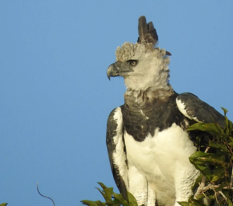 10 Fun Facts About the Harpy Eagle | RAINFOREST EXPLORER | Scoop.it
