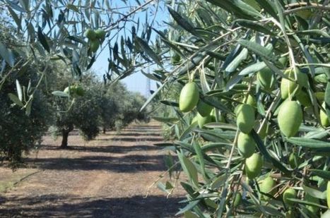 Baleares se adhiere al convenio de colaboración para la transferencia de variedades del olivo | OLIVE NEWS | Scoop.it