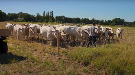 Le pâturage de stock sur pied pour l'affouragement estival des bovins | Actualité Bétail | Scoop.it