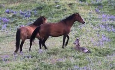 Chevalmag - [VIDEO] Une jument sauvage prot&egrave;ge son poulain nouveau-n&eacute; | Cheval et Nature | Scoop.it