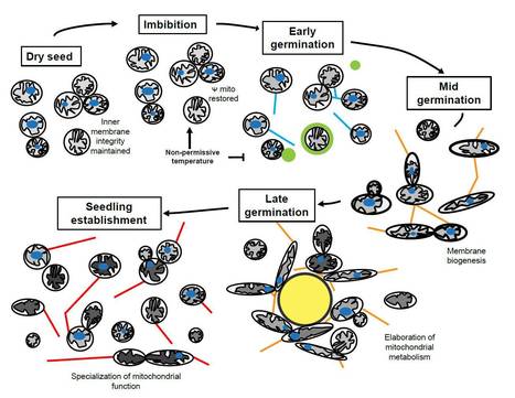 Arabidopsis seed mitochondria are bioenergetically active immediately upon imbibition and specialize via biogenesis in preparation for autotrophic growth | The Plant Cell | Scoop.it