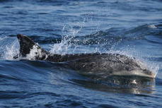 Vigilance grands dauphins - Parc naturel marin d'Iroise | Biodiversité | Scoop.it