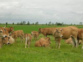 Elevage bovin en zone humide | Milieux humides | SCIENCES DE L' ANIMAL | Scoop.it