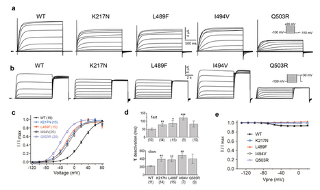 Mutations in the voltage-gated potassium channel gene KCNH1 cause Temple-Baraitser syndrome and epilepsy - Nature Genetics | Genetics - GEG Tech top picks | Scoop.it