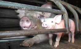 Elevage de porcs dans le Finistère: Ce que la vidéo de L214 dit de la profession | Le Fil @gricole | Scoop.it