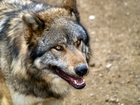 Le loup dans la ligne de mire des braconniers | Chronique des Droits de l'Homme | Scoop.it