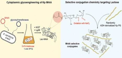 Double-hit approach for novel glycoconjugates combining cytoplasmic glycoengineering and selective chemistry | RSC | RMH | Scoop.it